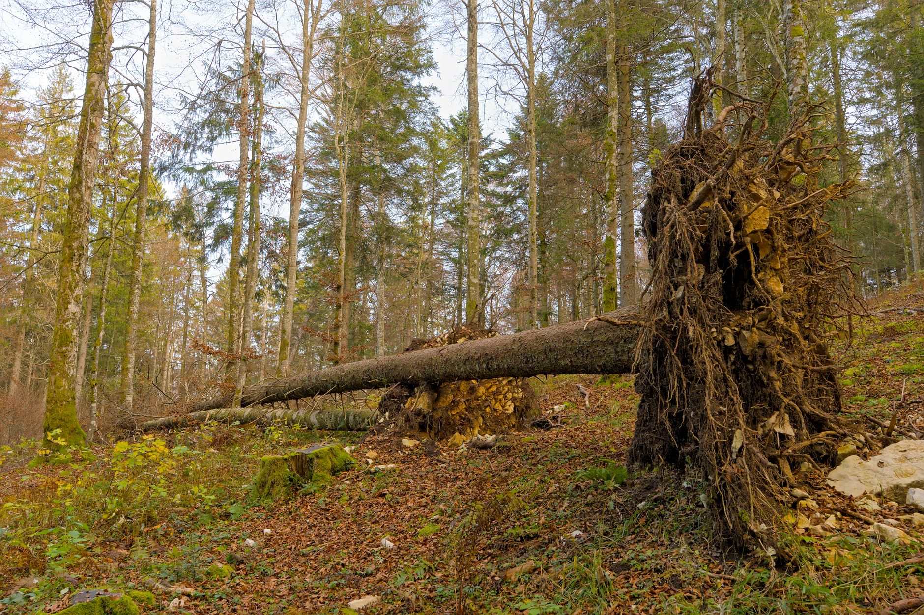 Enlèvement arbre urgence équipe à Hyères